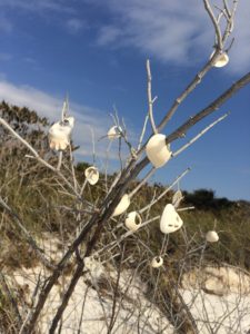 shells on tree