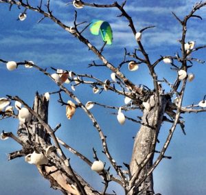 Clams shells on tree